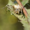 /album/obyvatelia-prirody/a442651-jpg/