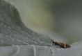 /album/obyvatelia-prirody/a436028-jpg/