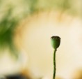 /album/fotogaleria/hlavka-jpg/